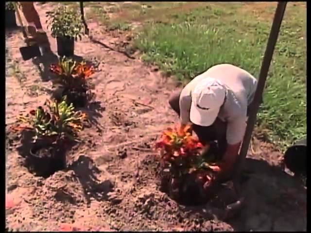 sustainable planting for florida landscape pEggj4BfXFcsddefault